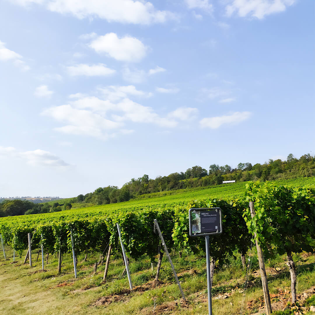 Betriebsausflug zum Weingut Zahn